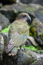 Kea mountain parrot native to New Zealand Royalty Free Stock Photo